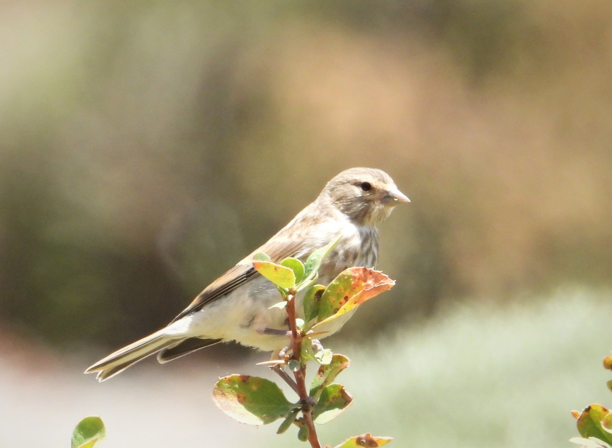 Rock Sparrow - ML638182149