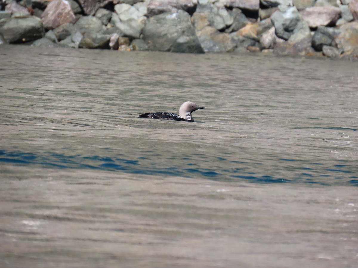 Pacific Loon - ML638182164