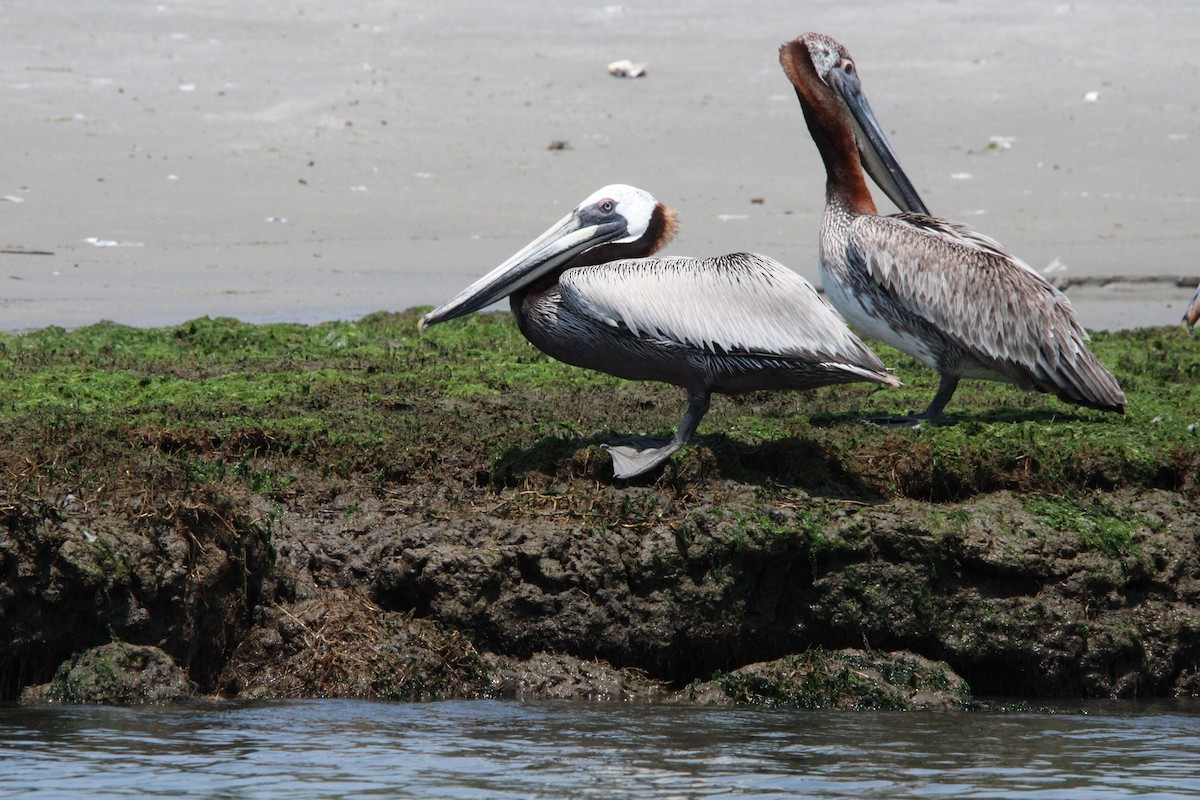 Brown Pelican - ML638182170