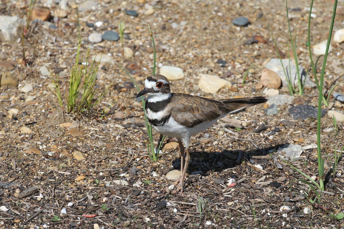 Killdeer - ML638182196
