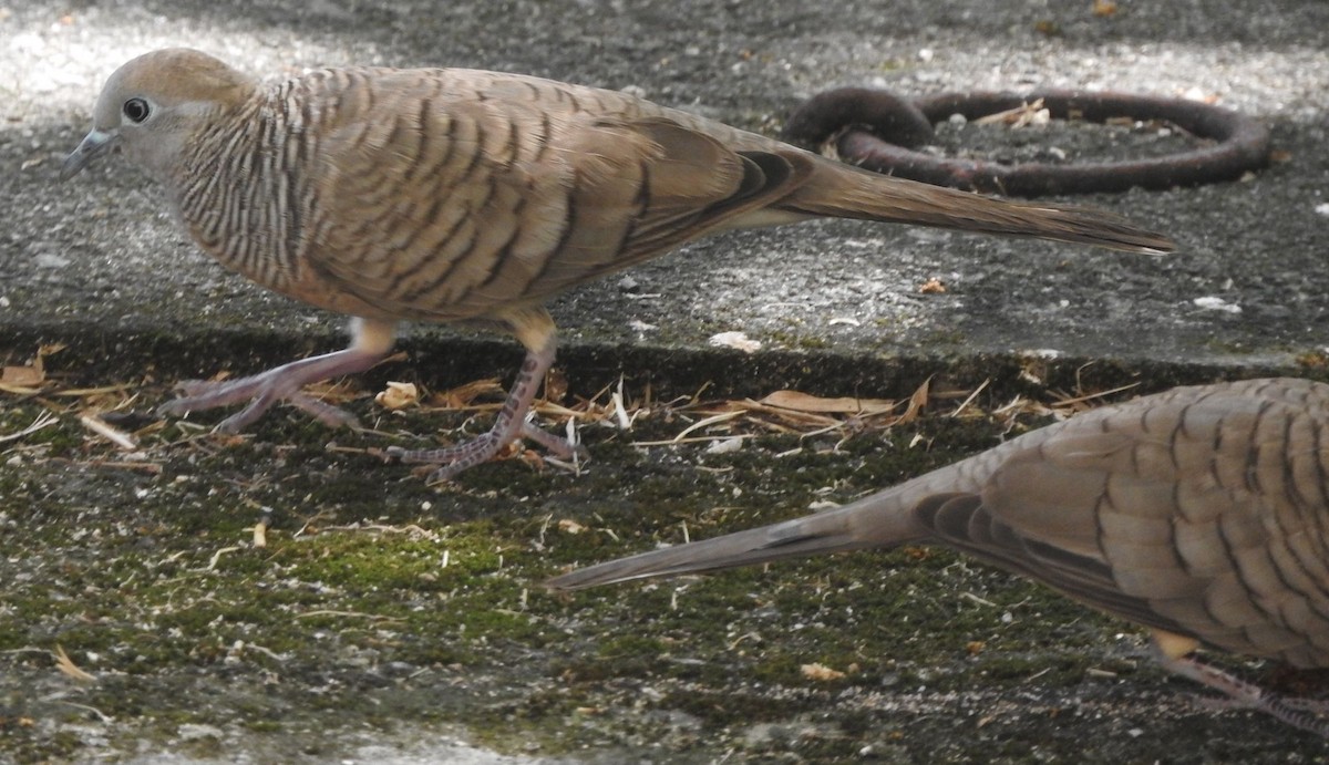 斑馬鳩 - ML638182206