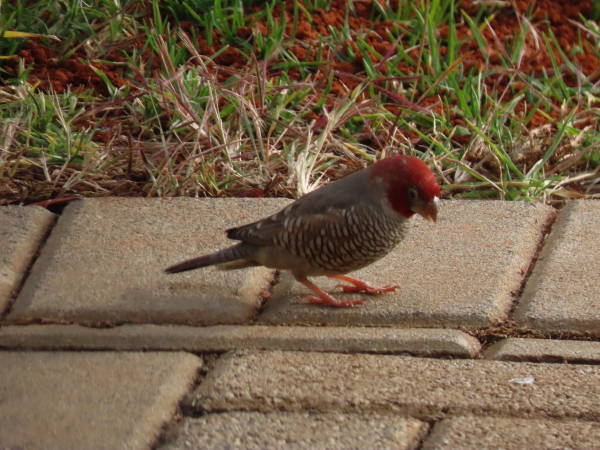 Red-headed Finch - ML638182223