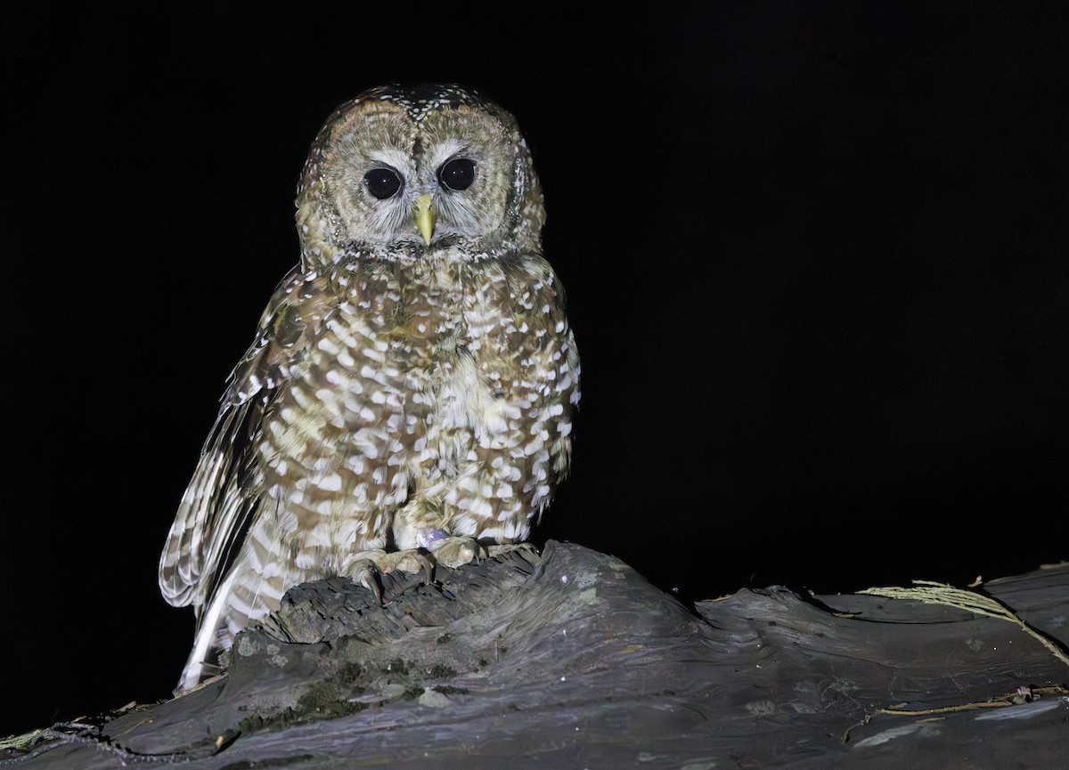 ニシアメリカフクロウ（occidentalis） - ML638182230