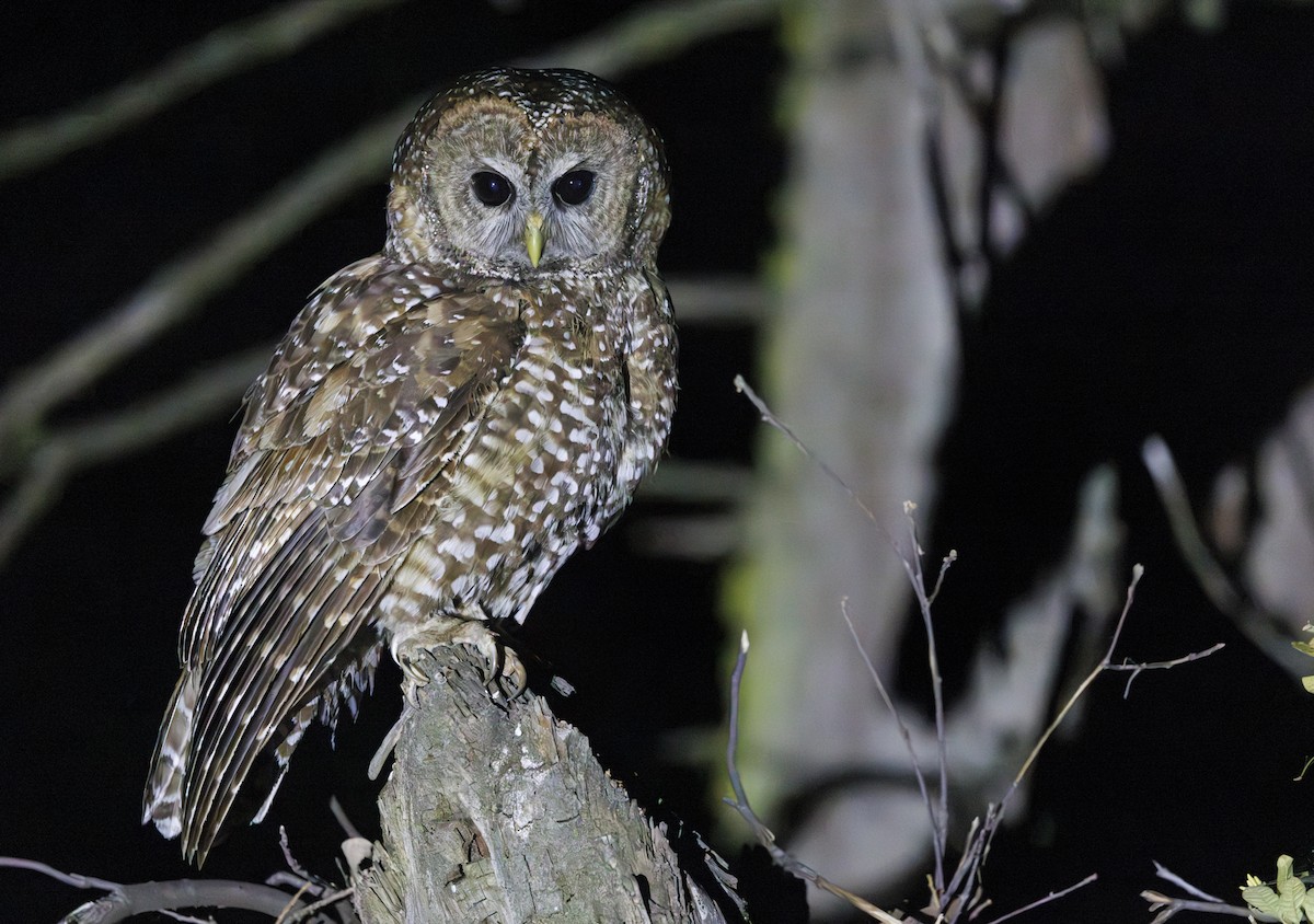 ニシアメリカフクロウ（occidentalis） - ML638182231