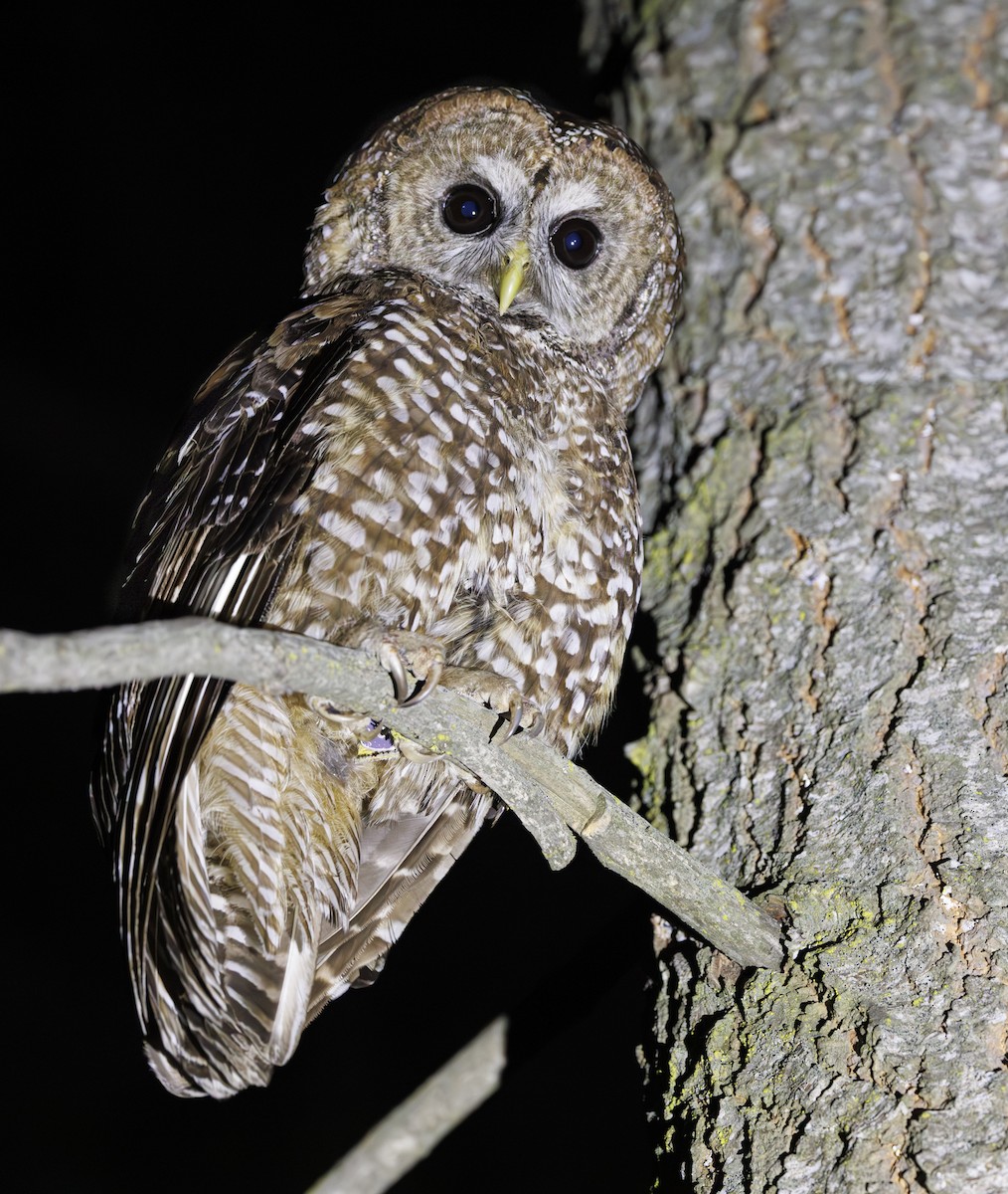 ニシアメリカフクロウ（occidentalis） - ML638182233