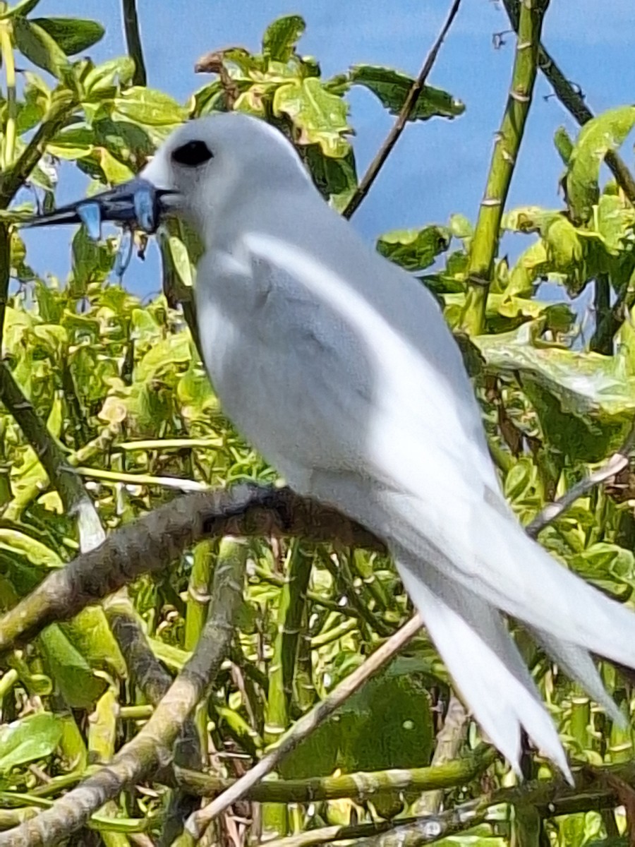 White Tern - ML638182235