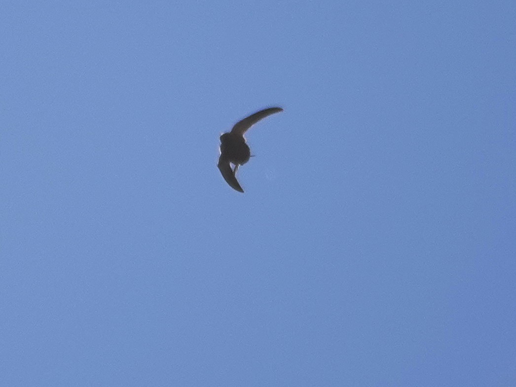 Eurasian Crag-Martin - ML638182237