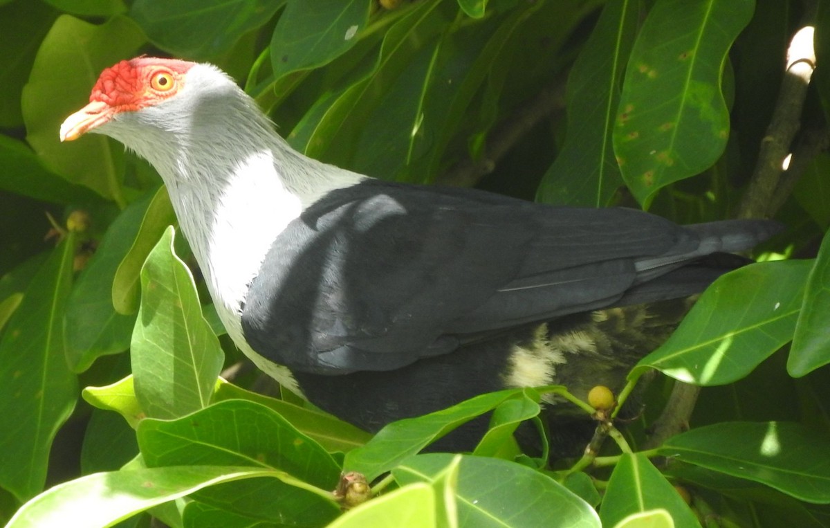 Seychelles Blue-Pigeon - ML638182239