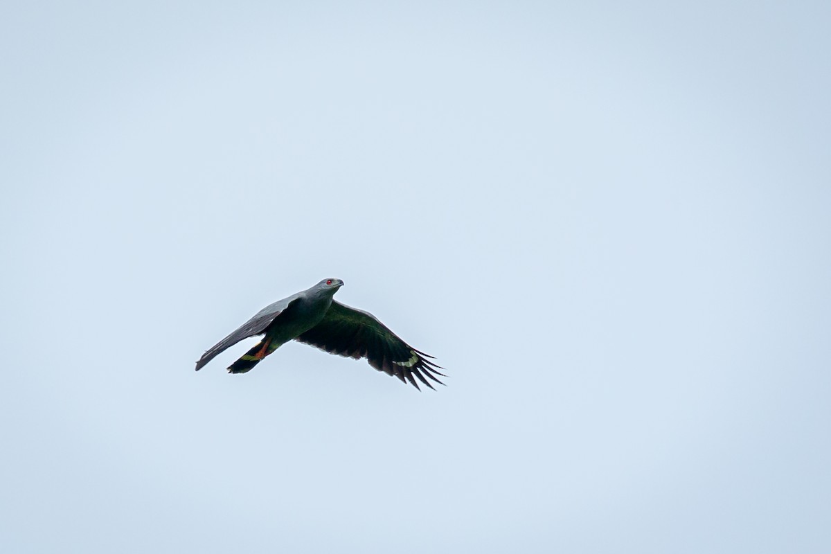 Crane Hawk - ML638182246