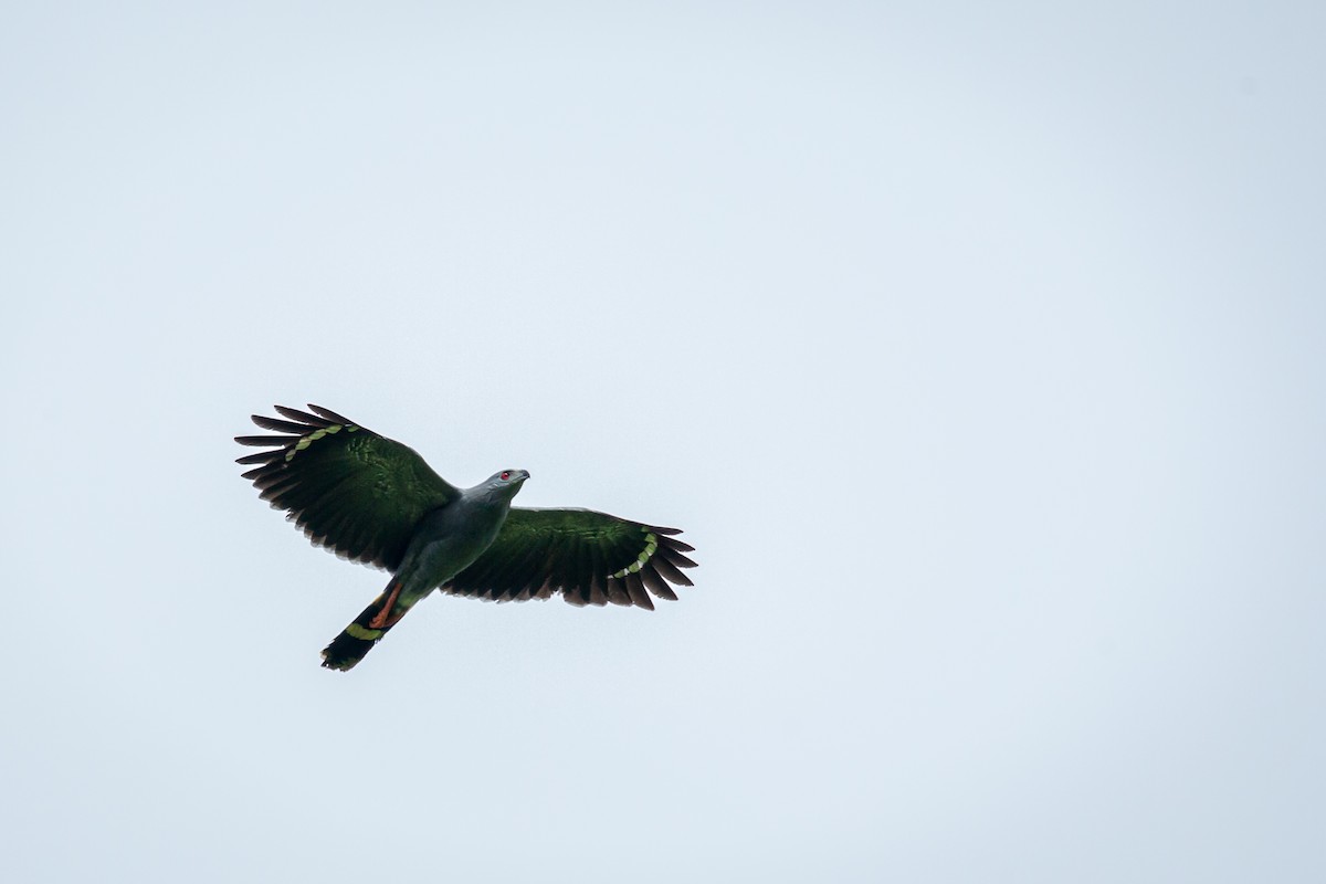 Crane Hawk - ML638182248