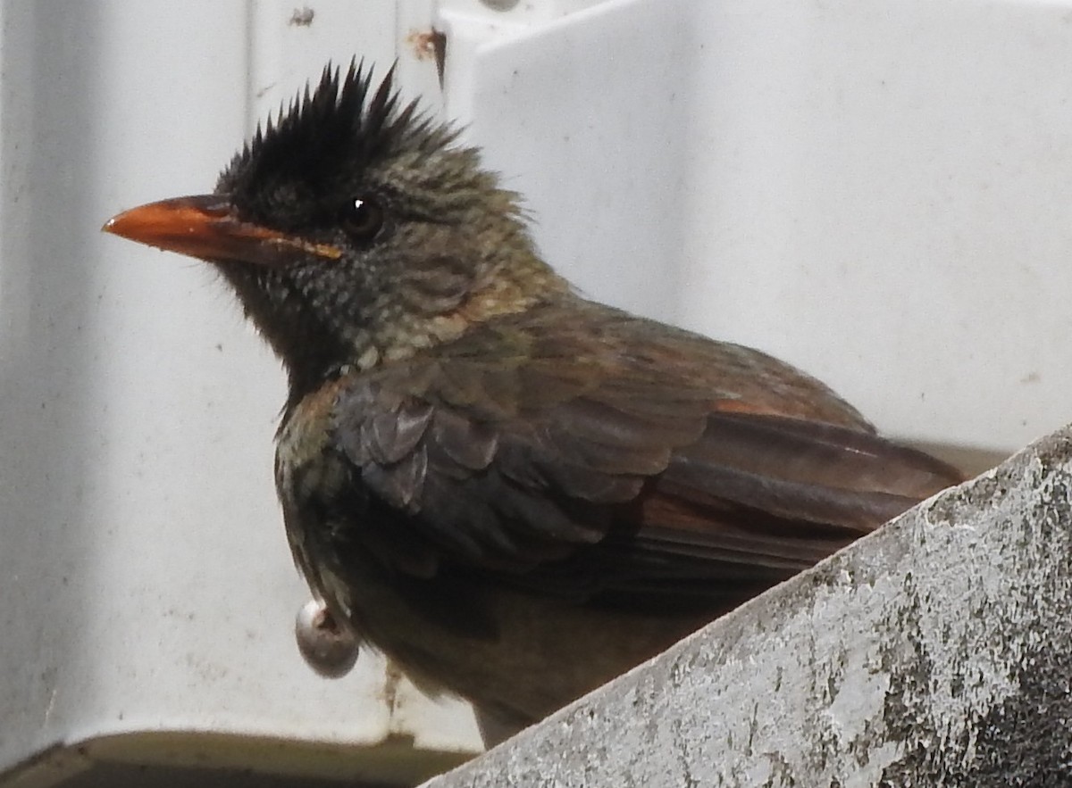 Seychelles Bulbul - ML638182250