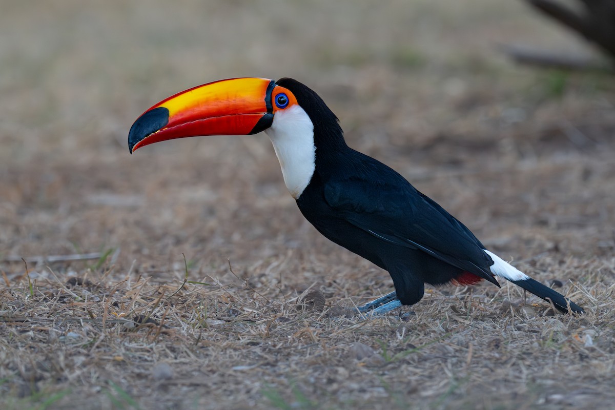 Toco Toucan - ML638182254
