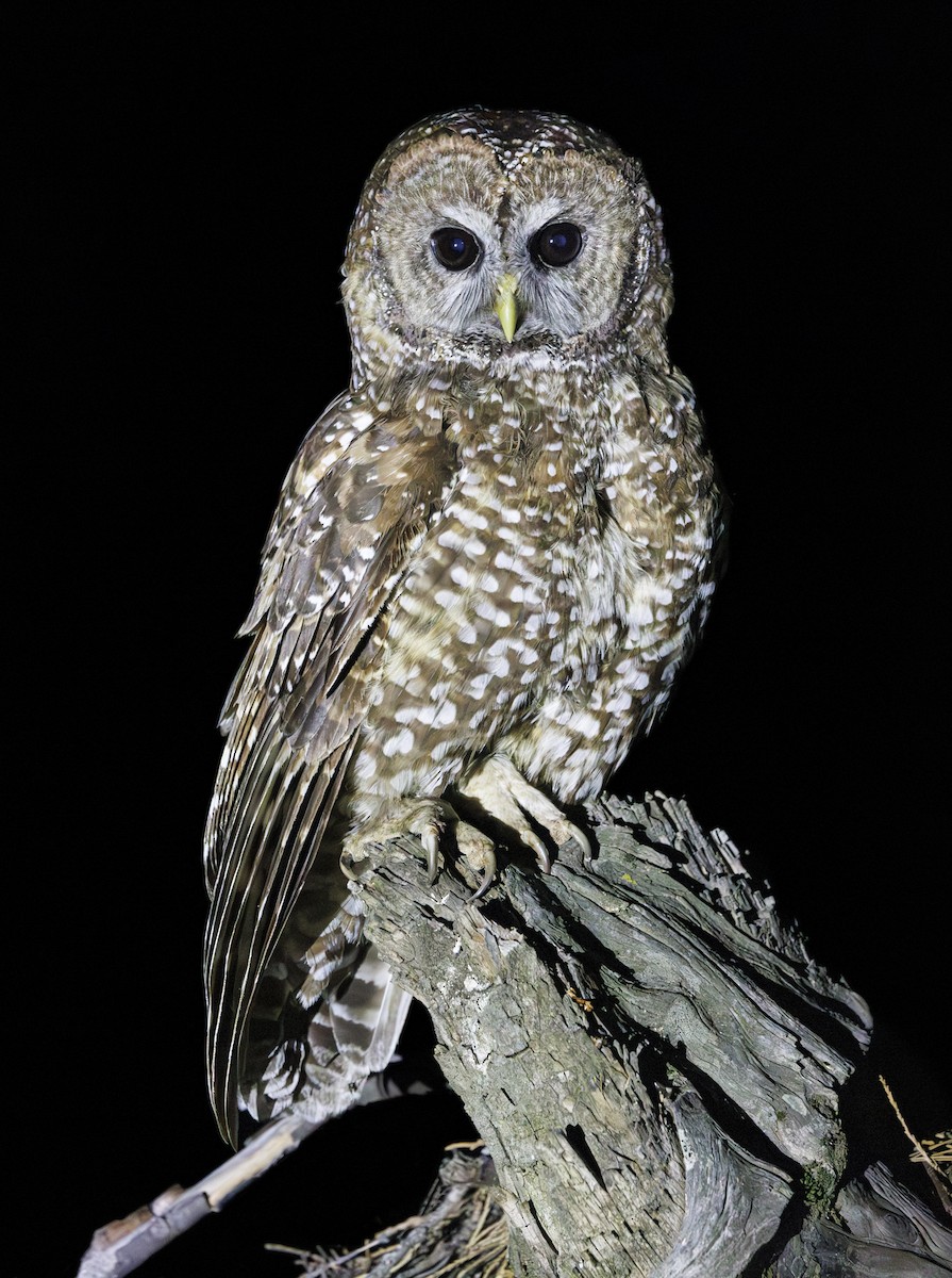 ニシアメリカフクロウ（occidentalis） - ML638182256