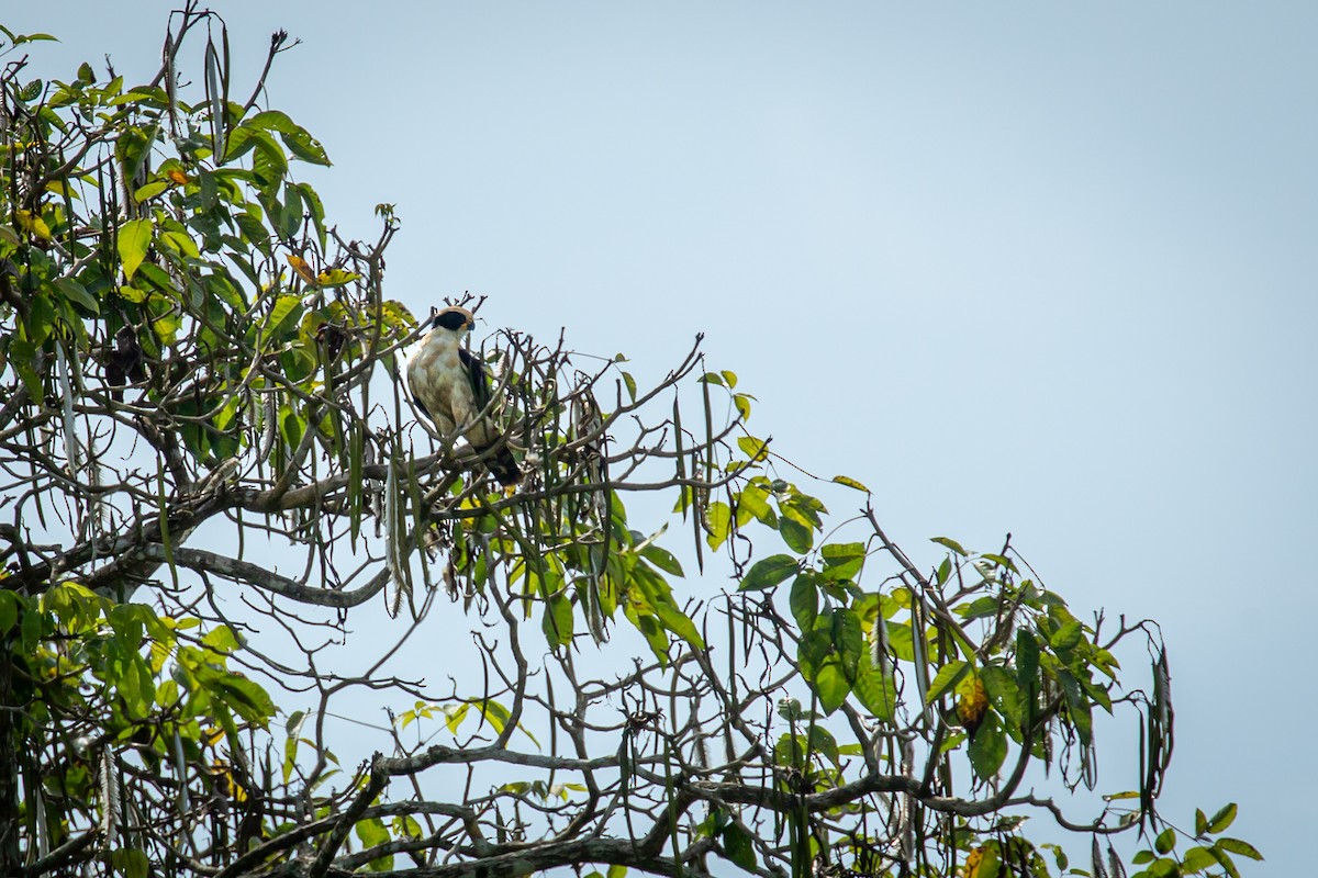 Laughing Falcon - ML638182259