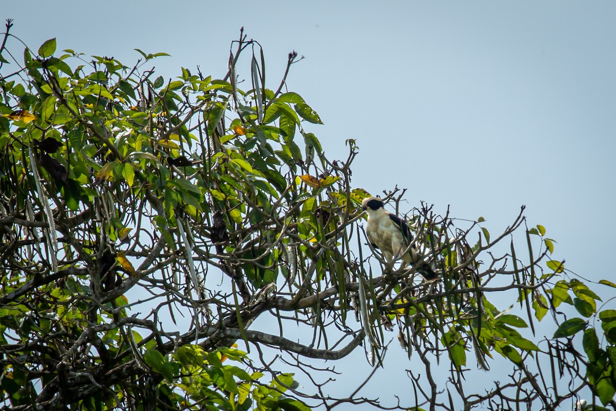 Laughing Falcon - ML638182260