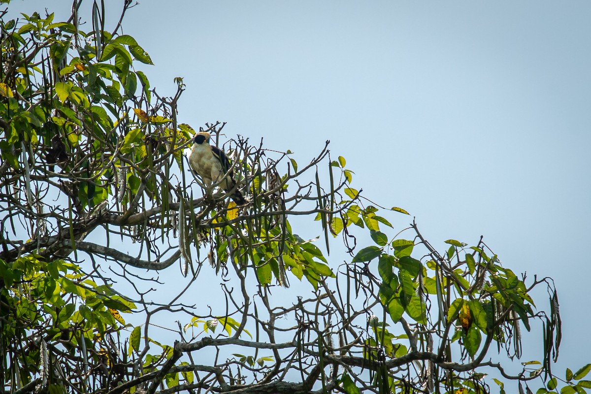 Laughing Falcon - ML638182261