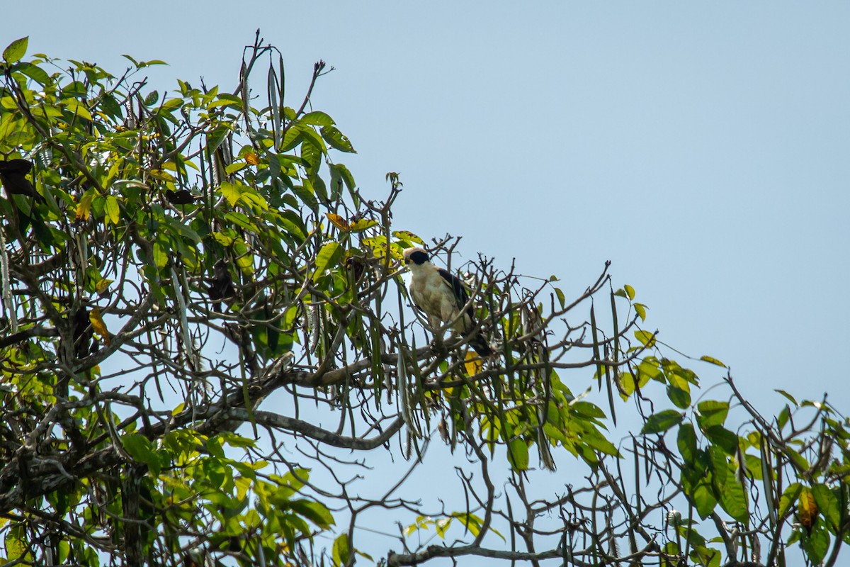 Laughing Falcon - ML638182262
