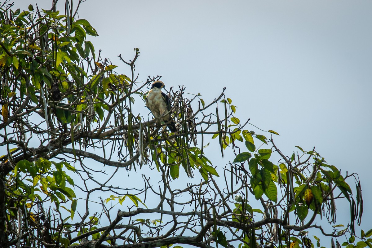 Laughing Falcon - ML638182263