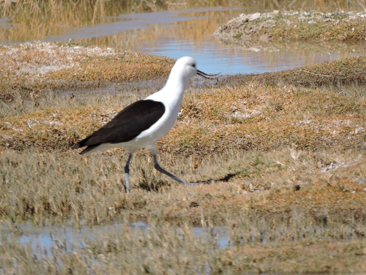 Andean Avocet - ML638182275