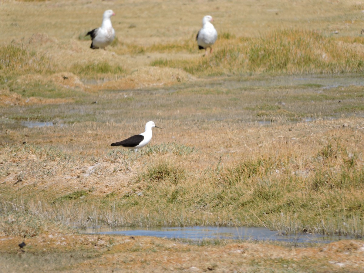 Andean Avocet - ML638182294