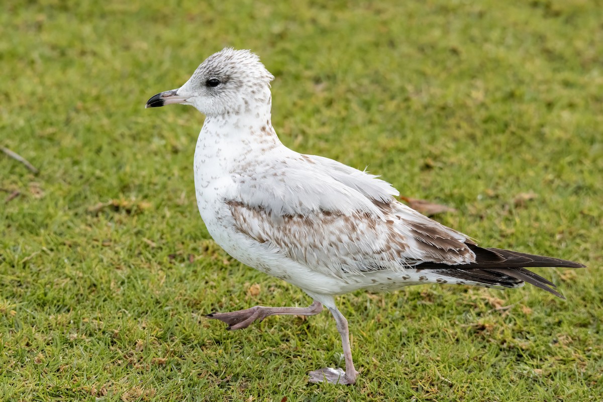 Short-billed Gull - ML638182295