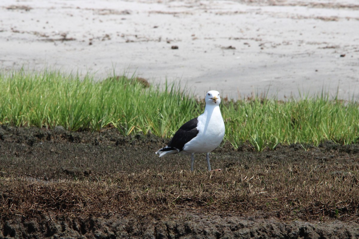 Mugnaiaccio - ML638182297