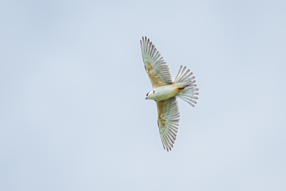 Pearl Kite - ML638182332