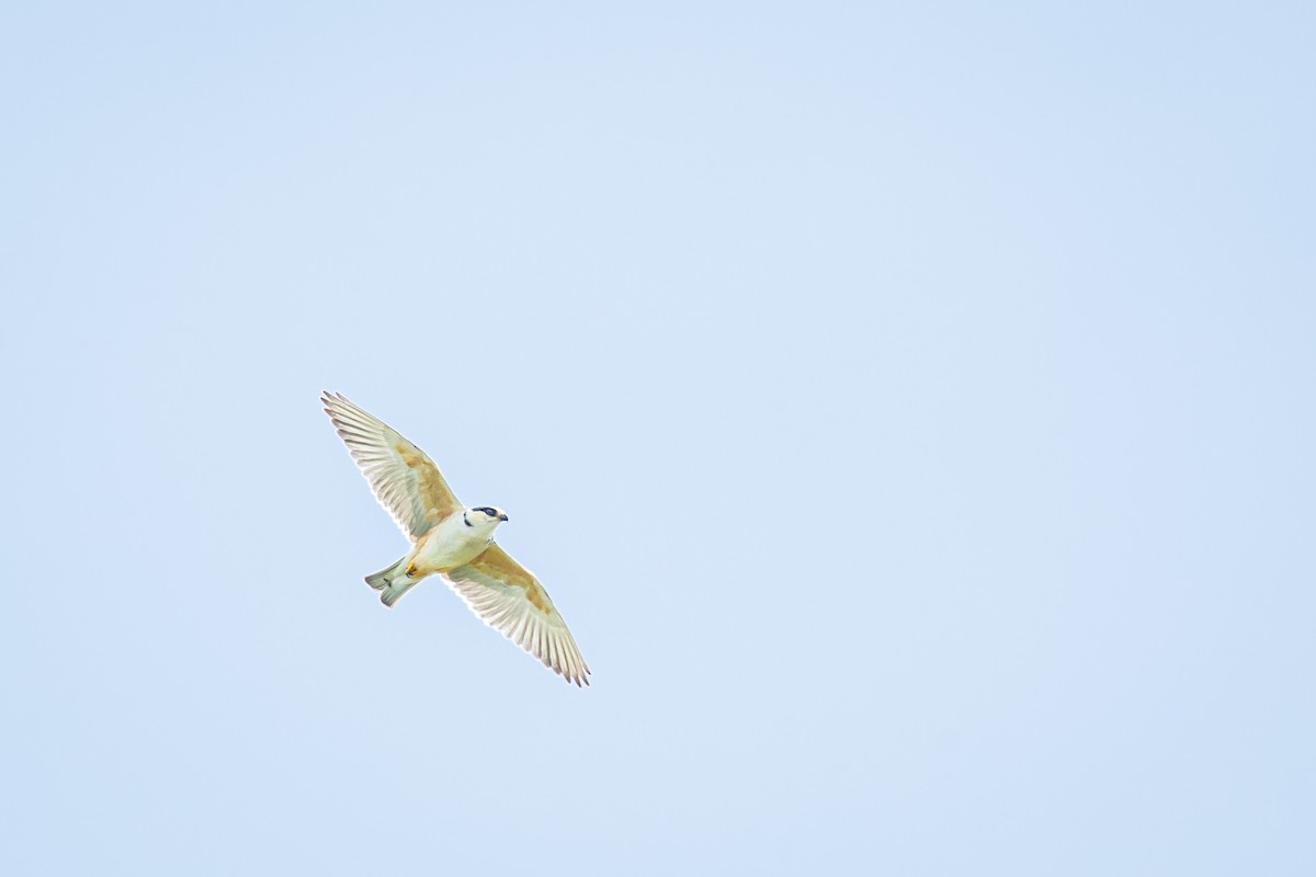Pearl Kite - ML638182333