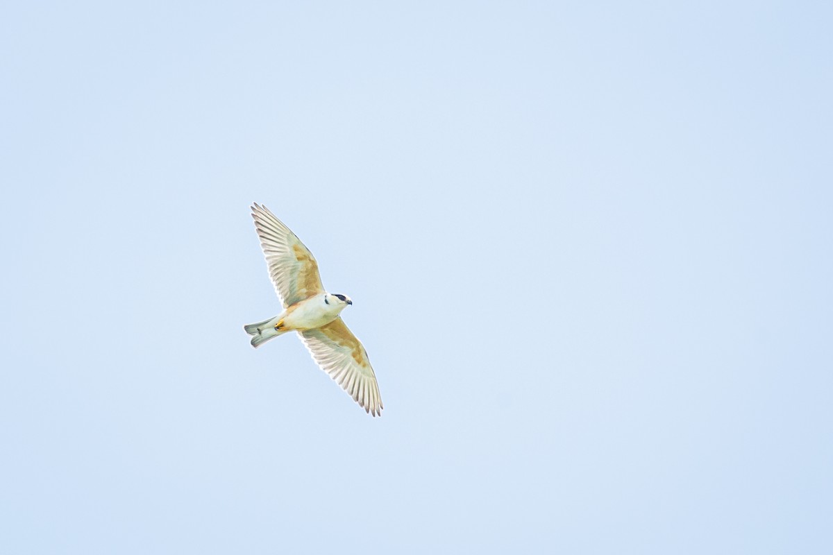Pearl Kite - ML638182334