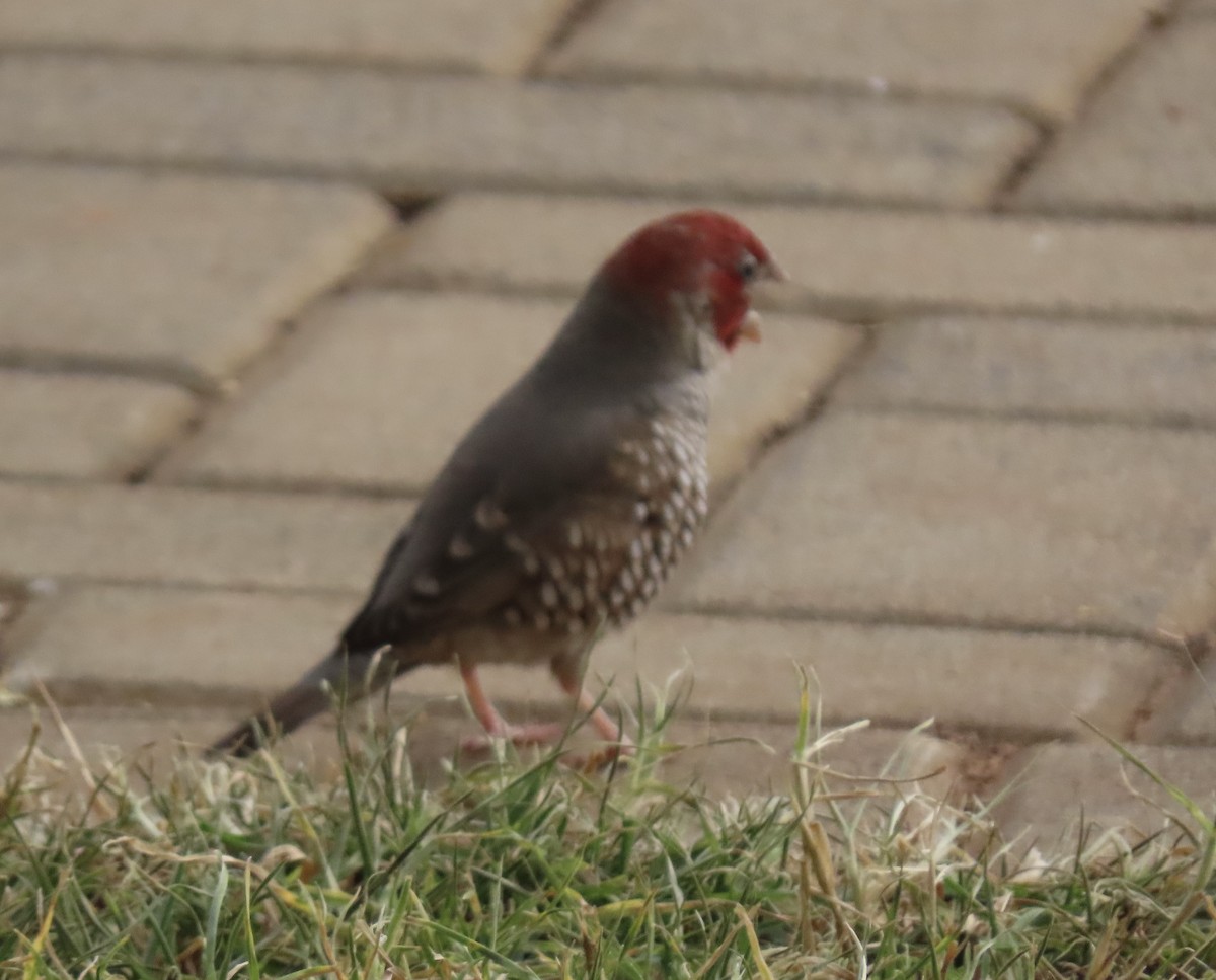 Red-headed Finch - ML638182337