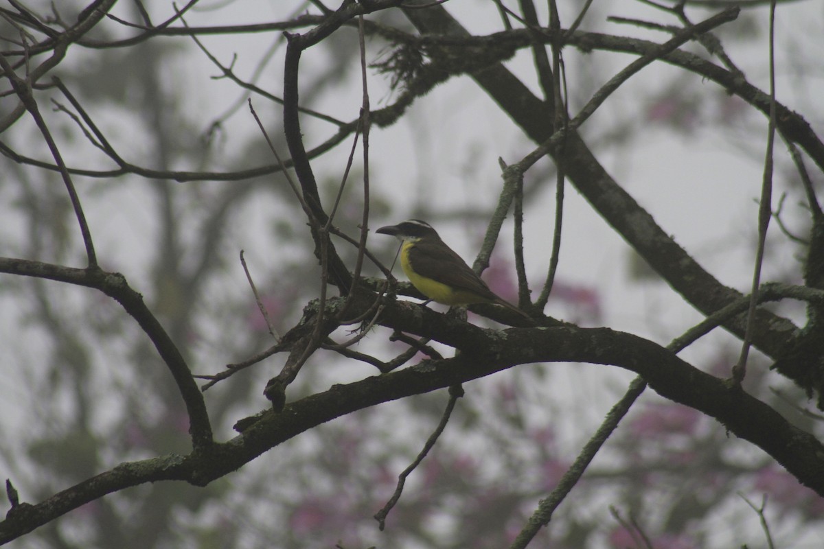 Boat-billed Flycatcher - ML638182340
