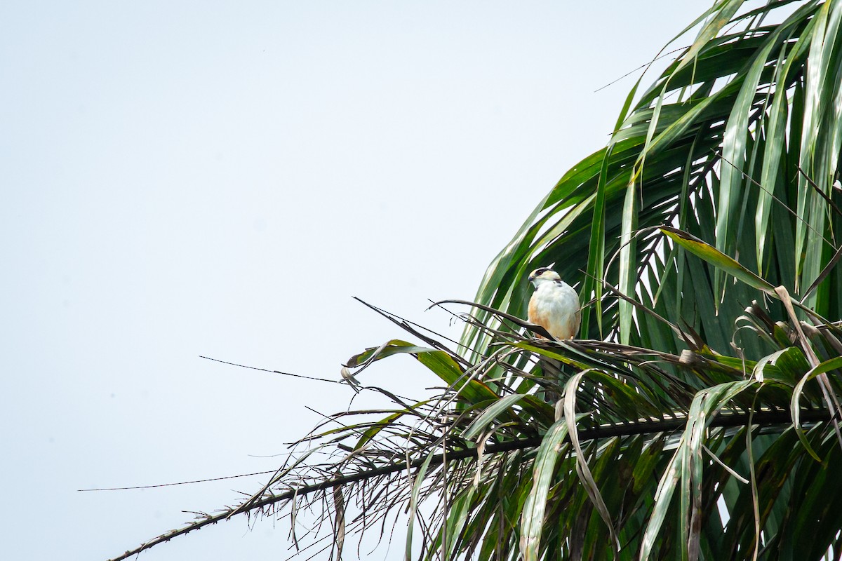 Pearl Kite - ML638182343