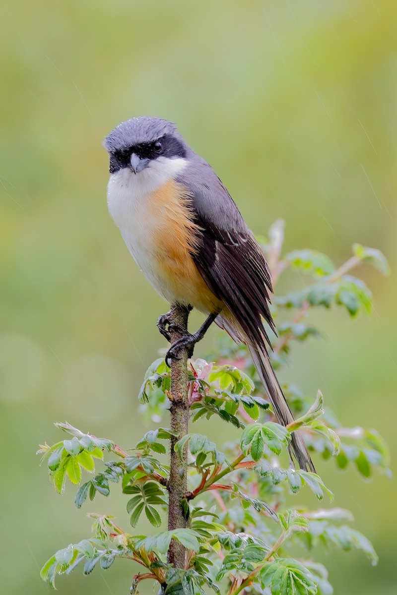 Gray-backed Shrike - ML638182345