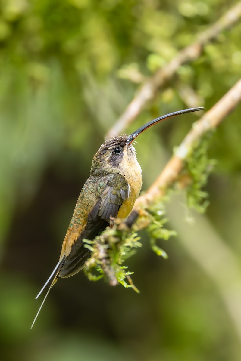 Tawny-bellied Hermit - ML638182361