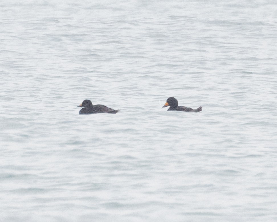 Black Scoter - ML638182363