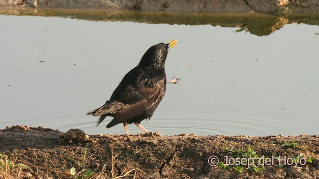 Spotless Starling - ML638182392