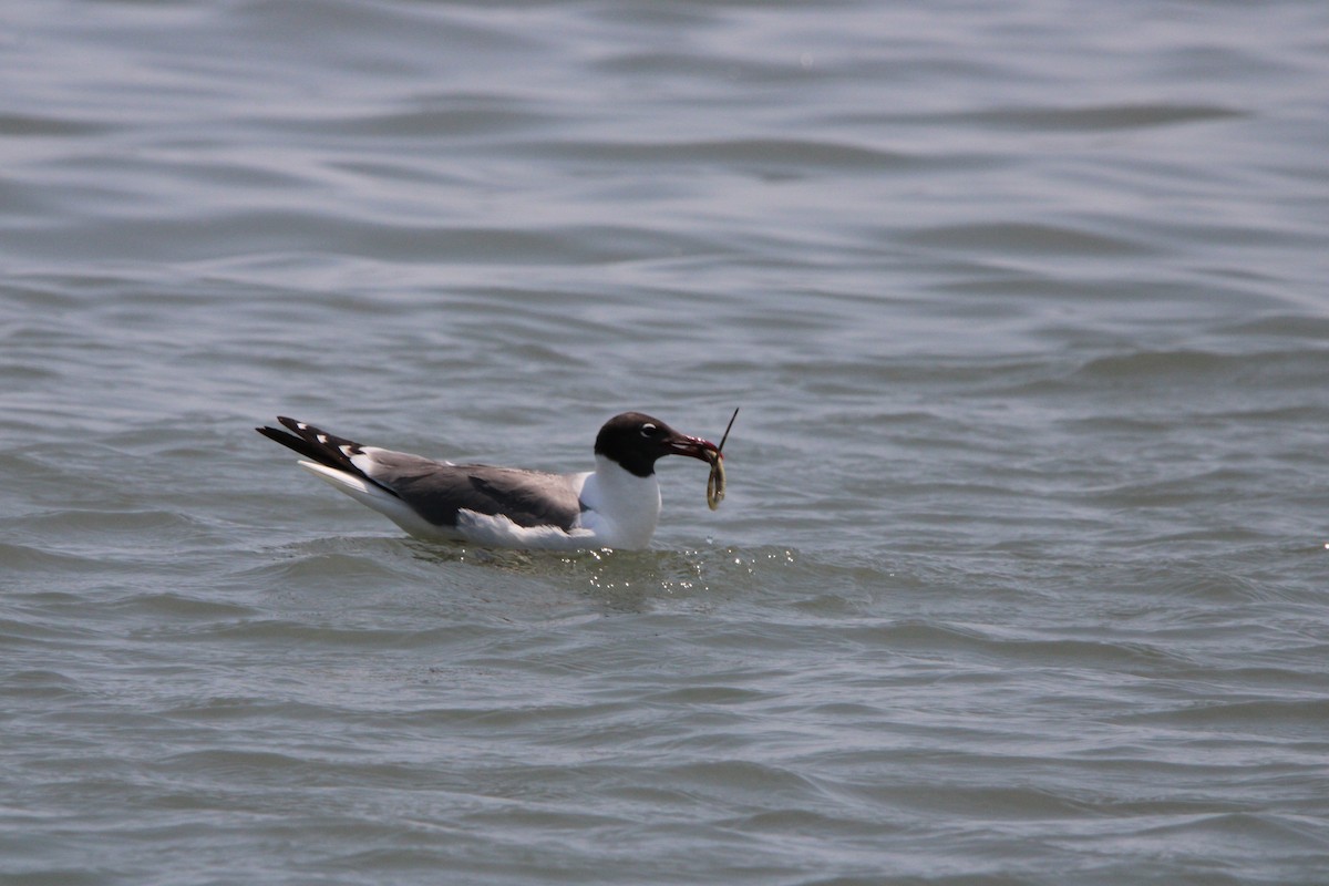 Gabbiano sghignazzante - ML638182412