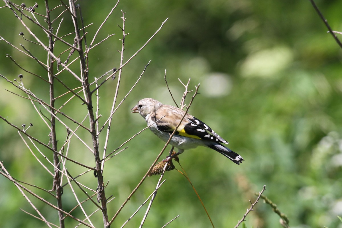 European Goldfinch - ML638182448