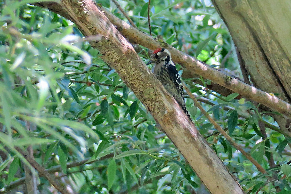 Lesser Spotted Woodpecker - Juan Pérez