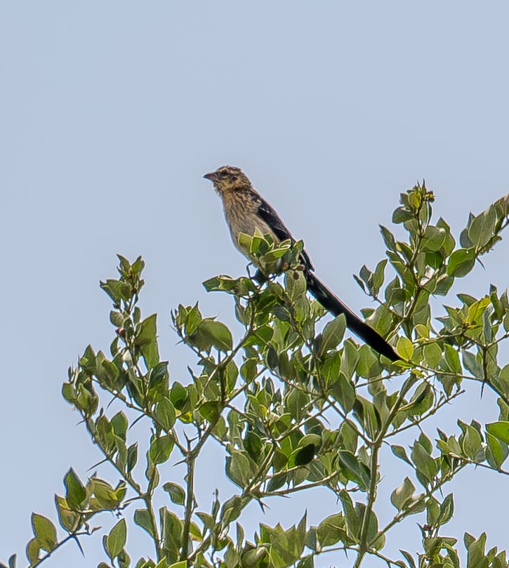 Red-cowled Widowbird - ML638182482