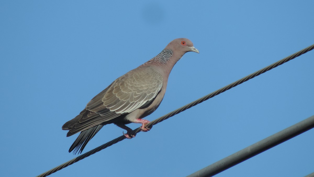 Picazuro Pigeon - ML638182486