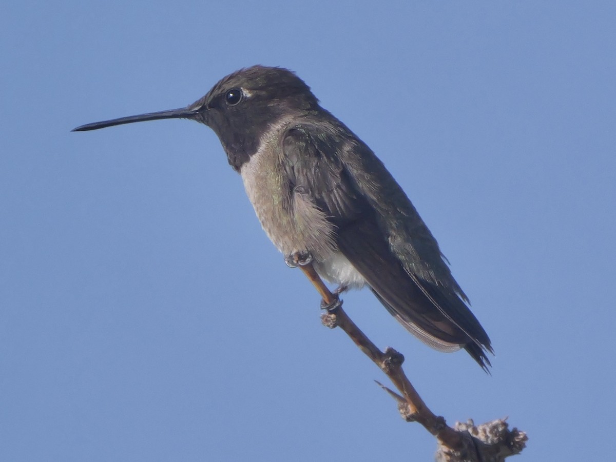 Black-chinned Hummingbird - ML638182490
