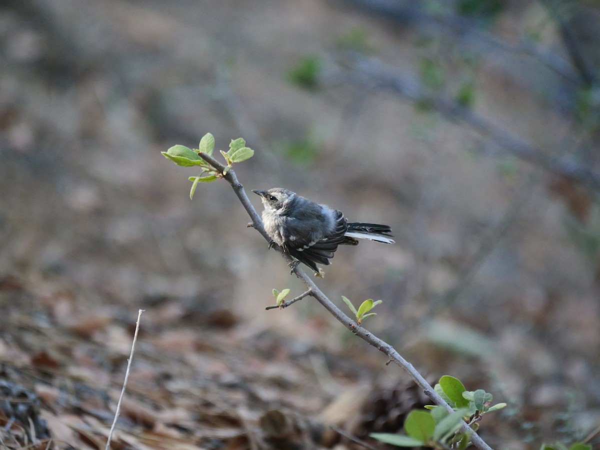 Black-throated Gray Warbler - ML638182495