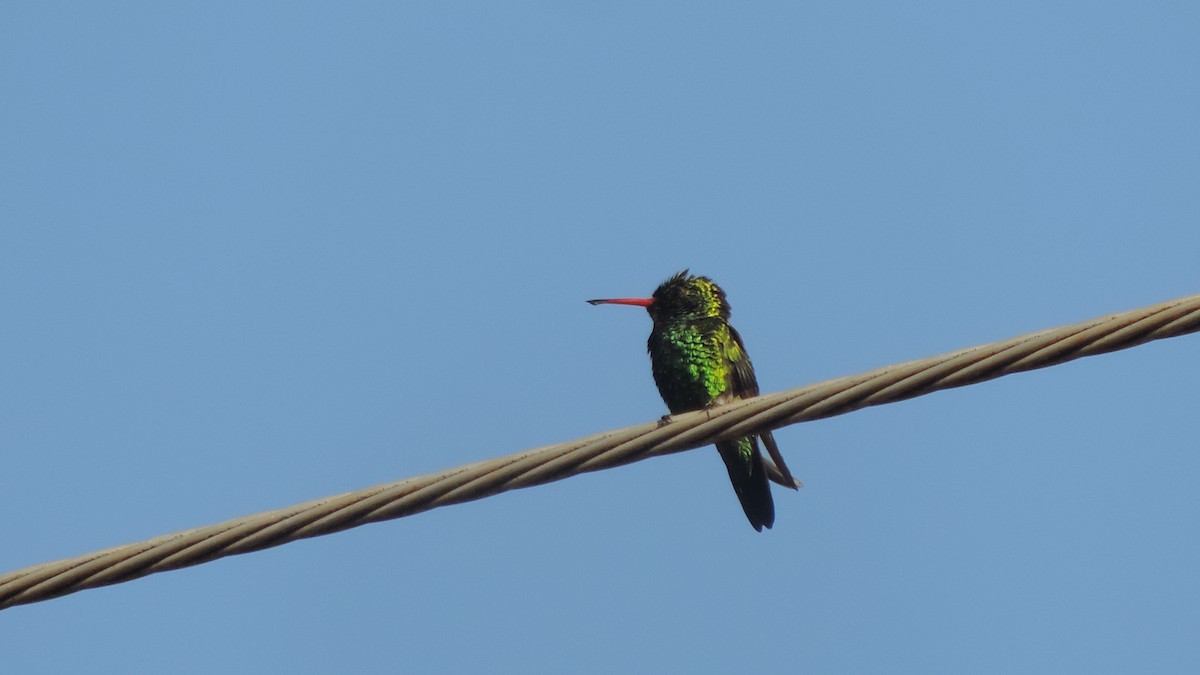 Glittering-bellied Emerald - ML638182532