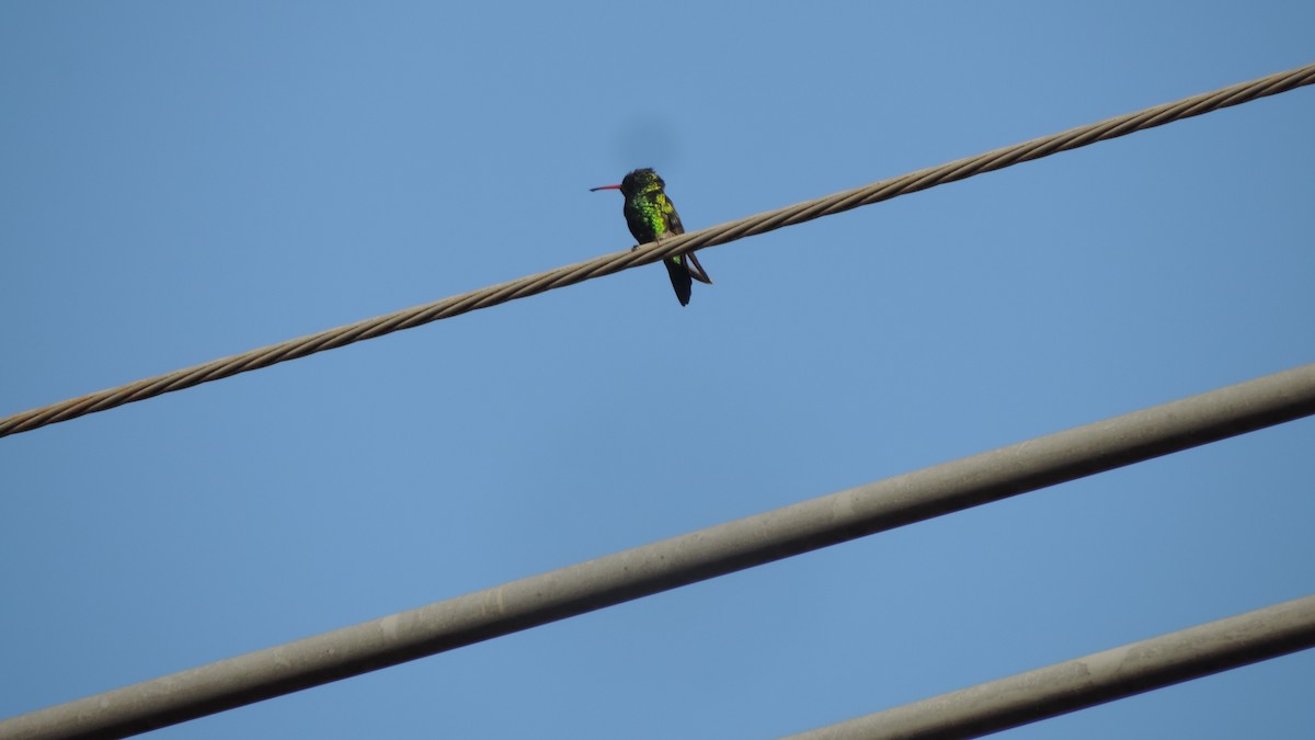 Glittering-bellied Emerald - ML638182535