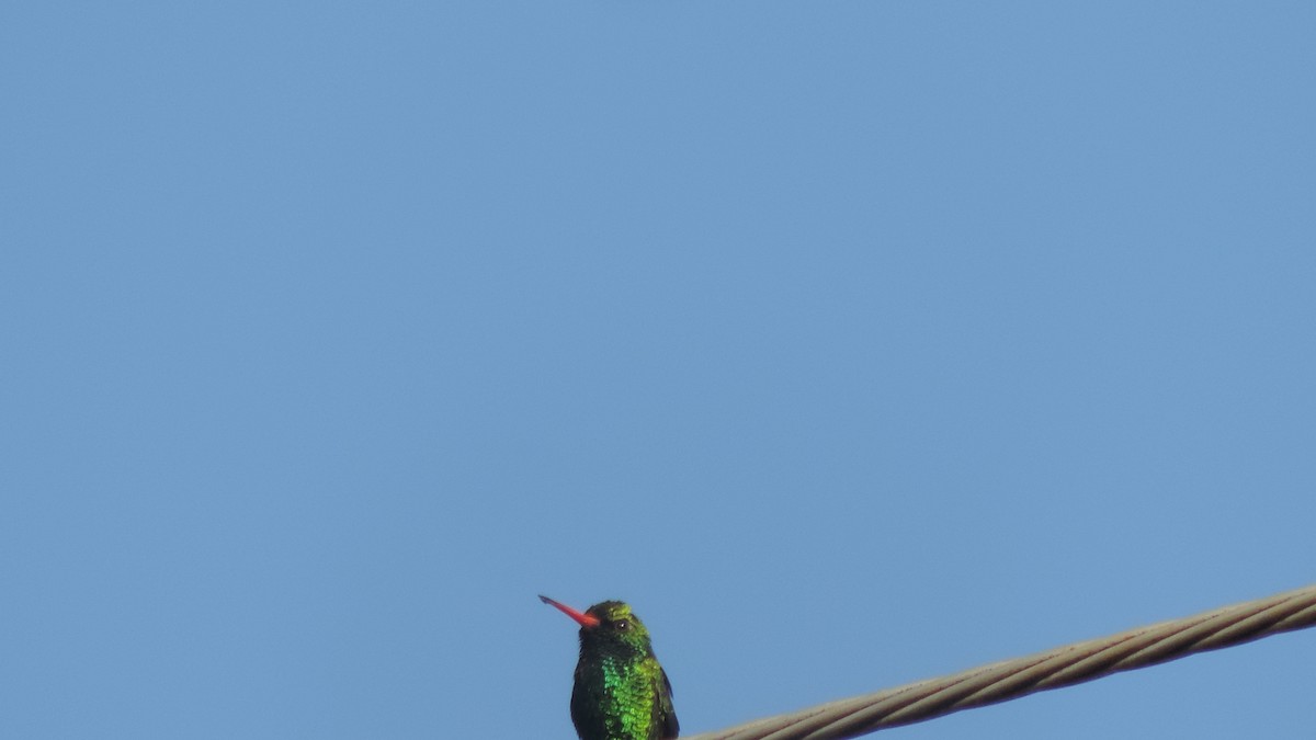 Glittering-bellied Emerald - ML638182538