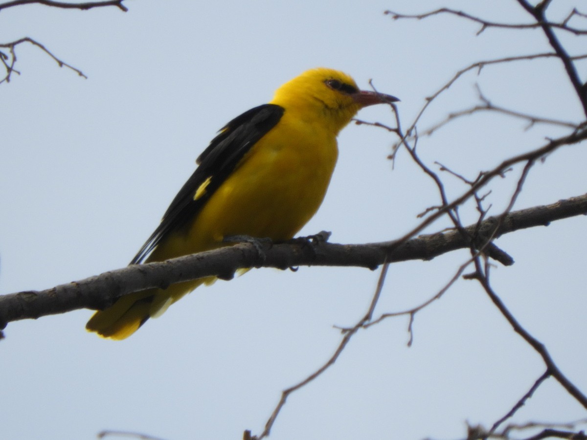 Eurasian Golden Oriole - ML638182564