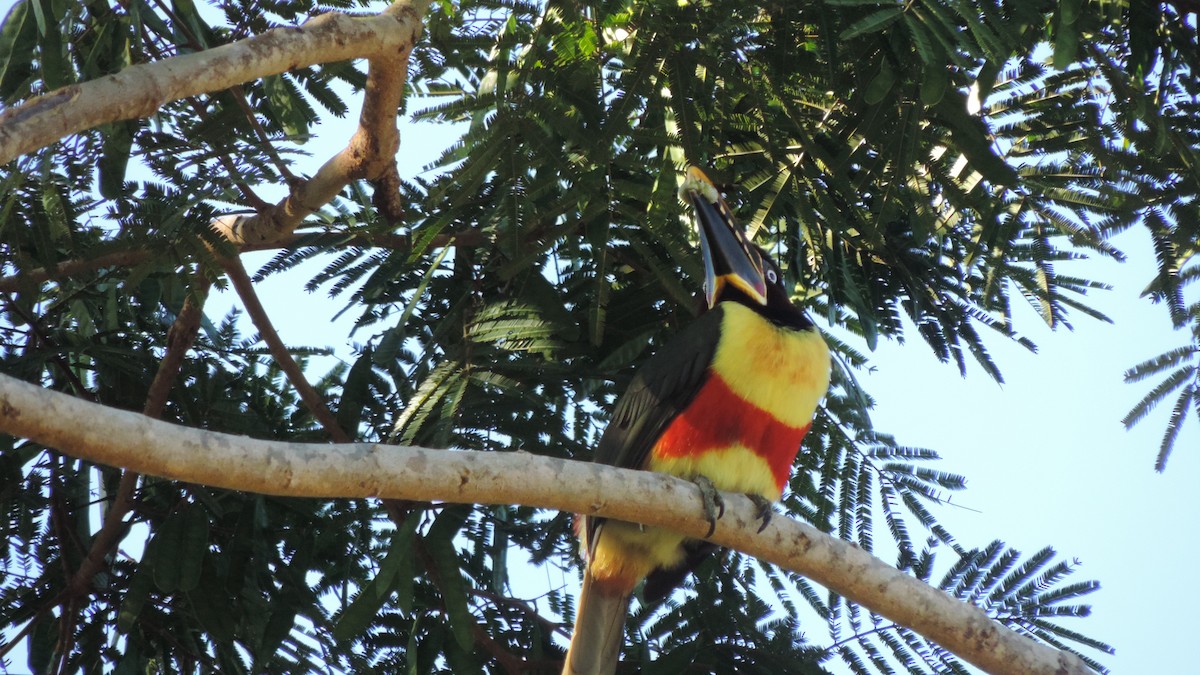 Chestnut-eared Aracari - ML638182569
