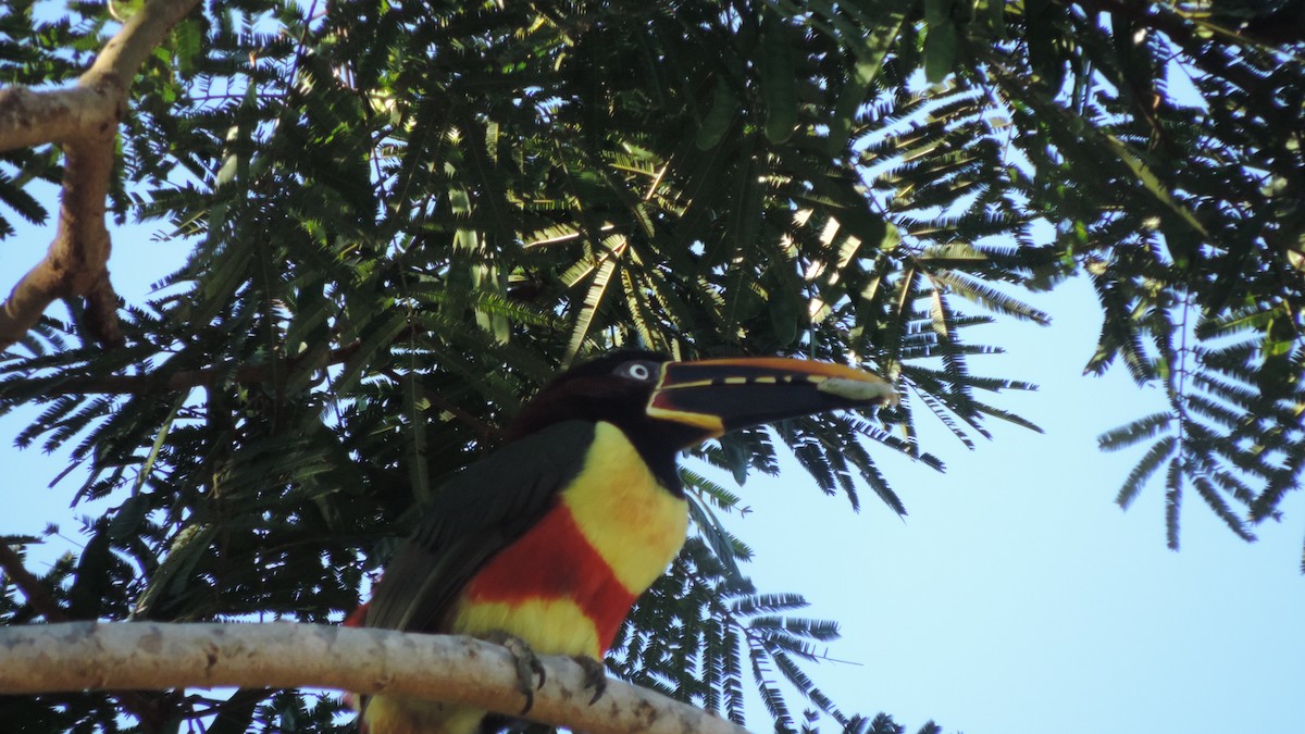 Chestnut-eared Aracari - ML638182571