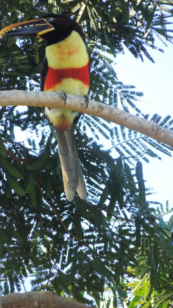 Chestnut-eared Aracari - ML638182572